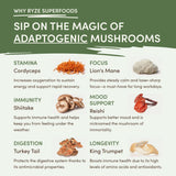 Mushroom Matcha (1 Pack - 30 Servings) - 2Z6T